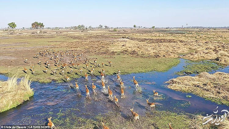 تصاویر حیات وحش آفریقا از بالا/ زرافه ای که به پهپاد خیره شده